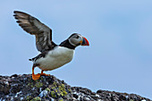 Papageientaucher, Isle of Lunga, Treshnish Isles, Schottland, Europa