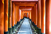 Japan, Kyoto, Fushimi Inari shrine, Torii gates