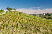 Monferrato, Asti district, Piedmont, Italy. Landscapes of the Monferrato wine region, on the Grana village background