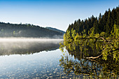 Morning mood with ground fog, Windgfällweiher, at Titisee, Black Forest, Baden-Wurttemberg, Germany