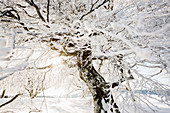 Schneebedeckte Buchen (Fagus) im Winter, Schauinsland, bei Freiburg im Breisgau, Schwarzwald, Baden-Württemberg, Deutschland