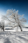 Schneebedeckte Buchen (Fagus) im Winter, Schauinsland, bei Freiburg im Breisgau, Schwarzwald, Baden-Württemberg, Deutschland