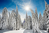 Schneebedeckte Fichten (Picea) im Winter, Feldberg, Todtnauberg, Schwarzwald, Baden-Württemberg, Deutschland