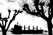 Silhouette of a cargo ship on the Elbe, framed by striking trees, Hamburg, Germany