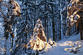 Tiefverschneiter Winterwald bei Bad Bayersoien, Oberbayern, Bayern, Deutschland,