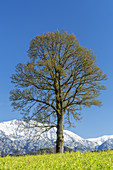 Linde in Eschenlohe vor den schneebedeckten Bergen des Estergebirge, Oberbayern, Bayern, Deutschland