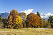 Herbstlicher Bergwald, Garmisch-Partenkirchen, Werdenfelser Land, Oberbayern, Bayern, Deutschland