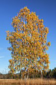 Birken im Herbst, Großweil, Oberbayern, Bayern, Deutschland, Europa