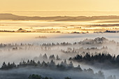 Bäume im Kochelseemoos im Nebel, Großweil, Oberbayern, Bayern, Deutschland