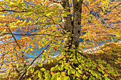 Buchenwald in autumn at Sylvensteinstausee, Fall, Lenggries, Tölzer Land, Upper Bavaria, Bavaria, Germany