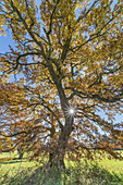 Oak tree in Bernrieder Park, Bernried, Upper Bavaria, Bavaria, Germany