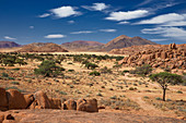 Camelthorn acacia in the Tiras Mountains on the edge of the Namib Desert, Namibia