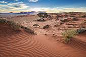 Rote Dünen im Namib Rand Nature Reserve, Namib Naukluft Park, Namibia