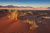 Red dunes in the Namib Rand Nature Reserve, Namib Naukluft Park, Namibia