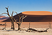 Dead trees in the contrast of the dunes in Dead Vlei in the Sossusvlei area, Namib Naukluft Park, Namibia