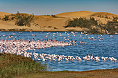 Pink flamingos in the Walvis Bay lagoon south of Swakopmund, Namibia
