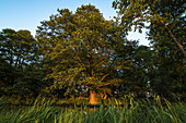 Baum im Abendlicht in unberührter Natur im Spreewald, Brandenburg