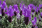 Purple flowers of Schopflavendel on the hiking trail at Monchique in the Serra de Monchique, Algarve, Portugal