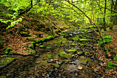 Im Silberbachtal, Teutoburger Wald, Nordrhein-Westfalen, Deutschland