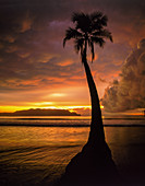 Silhouette einer Palme am Strand von Tambor bei Sonnenuntergang, Costa Rica