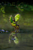 Bonaire cactuses in water