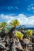 Exotische Pflanzen an der Küste Arubas