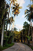 Kokospalmengesäumte kleine Strasse, Koh Kood, Koh Kut, Trat, Thailand