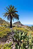 Landschaft mit Kakteen und Palmen im Nationalpark Garajonay, Valle Gran Rey, La Gomera