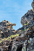 A goat climbs in the mountains of Garajonay National Park, Valle Gran Rey, La Gomera, Canary Islands, Spain