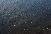 Swans on the sea, Jasmund National Park, Rügen, Baltic Sea, Mecklenburg-Vorpommern, Germany