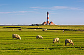 Schafe auf den Salzwiesen vor dem Leuchtturm Westerhever, Nordsee, Schleswig-Holstein, Deutschland