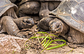 Seychelles giant tortoises eating