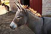 Baby donkey on farm