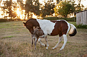 Horse and donkey playing on farm