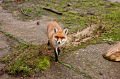 Portrait red fox