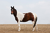 Brown and white horse in rural field