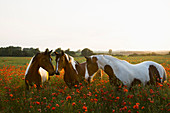Brown and white horses in tranquil, rural field with wildflower poppies