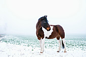Ein braun-weißes Pferd auf der schneebedeckten Wiese