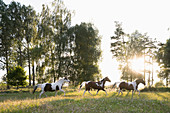 Braun-weiße Pferde galoppieren auf der Wiese