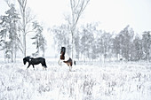 Playful horses in snowy field