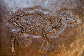 Gut erhaltene Fossilien in der Grube Messel, UNESCO-Weltkulturerbe, Hessen, Deutschland, Europa