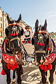 Horse drawn carriage in the main square, Rynek Glowny, in the medieval old town, UNESCO World Heritage Site, Krakow, Poland, Europe
