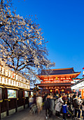 Spring cherry blossoms, Sensoji temple, Asakusa, Tokyo, Japan, Asia