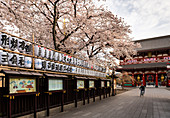 Sensoji Temple in Cherry blossom season, Tokyo, Japan, Asia