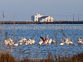 Flamingos (Phoenicopterus roseus) bei Tancada, Ebro-Delta-Naturpark, Provinz Tarragona, Katalonien