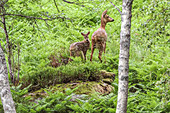 Reh mit Rehkitz im Farn am Waldrand von Skrelia, Norwegen