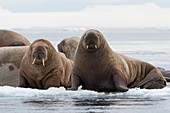 Atlantic walruses (Odobenus rosmarus), Vibebukta, Austfonna, Nordaustlandet, Svalbard Islands, Arctic, Norway, Europe