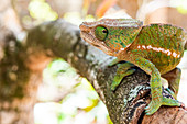 Parson's chameleon (Calumma parsonii), endemic to Madagascar, Africa