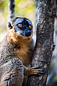 Common Brown Lemur (Eulemur fulvus), Andasibe, Madagascar, Africa