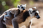 Ring-tailed Lemur and its baby (Lemur catta), Anja Community Reserve, Haute Matsiatra Region, Madagascar, Africa